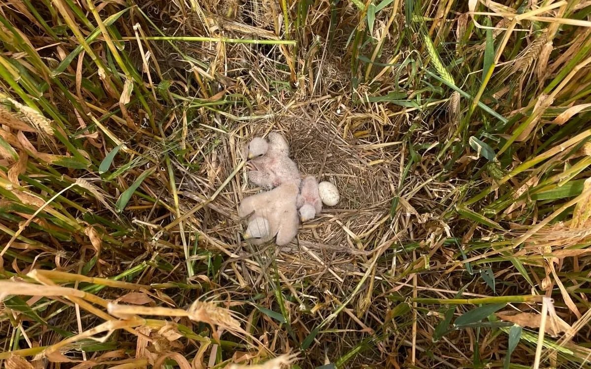 Three fluffy white baby birds in a ground nest