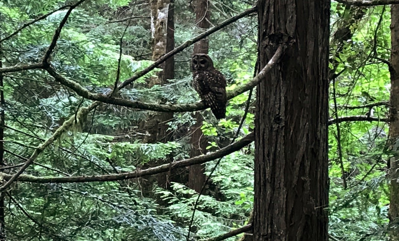 default-1066 An owl in a shadowy forest.