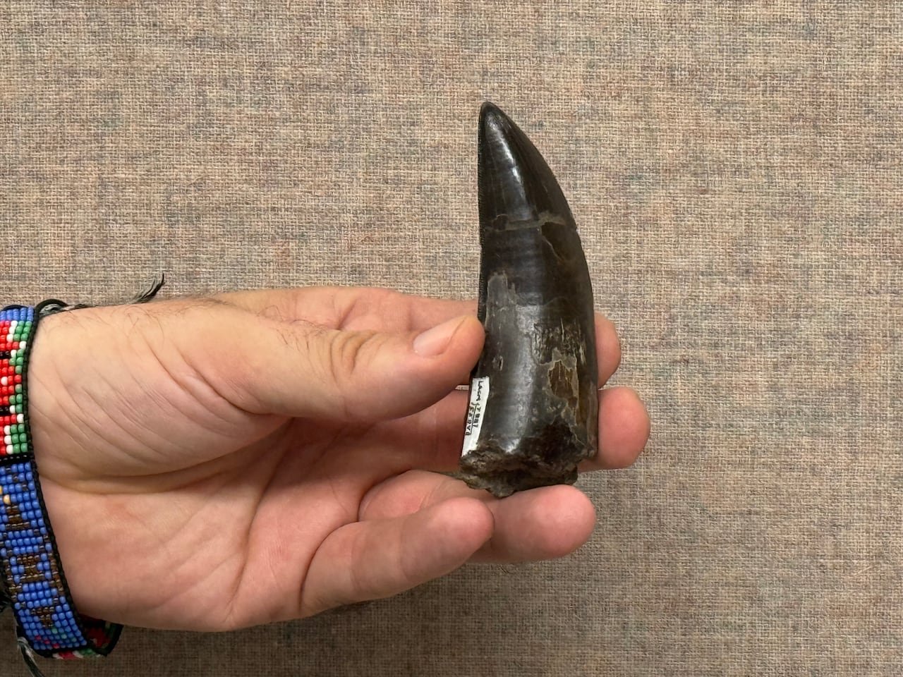 default-1084 Hand holding a large, pointed tooth