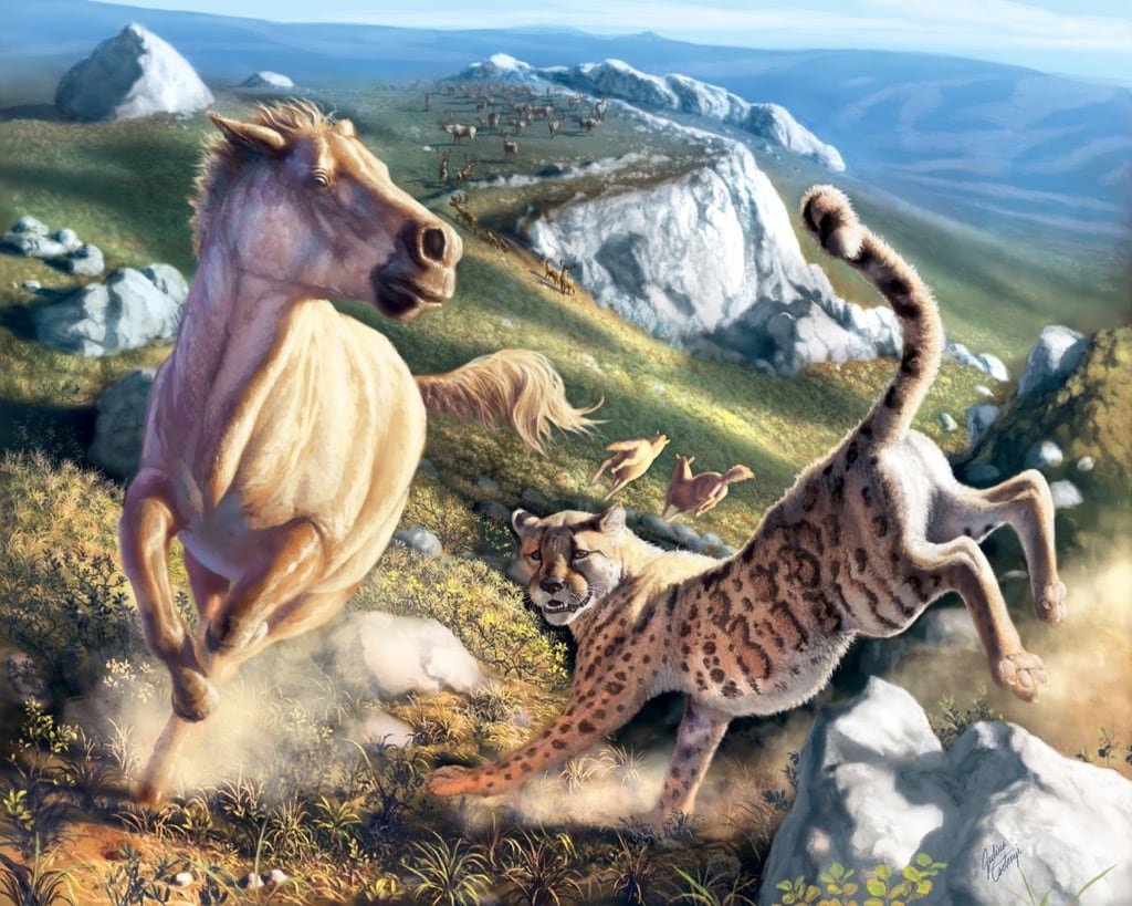 A cheetah chases a horse.